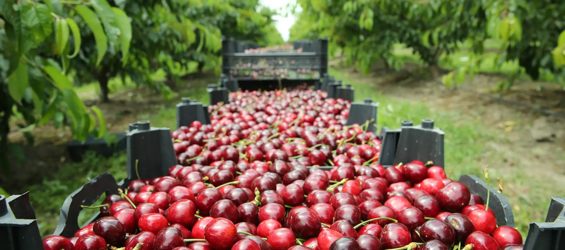 royal ridge fruits wa