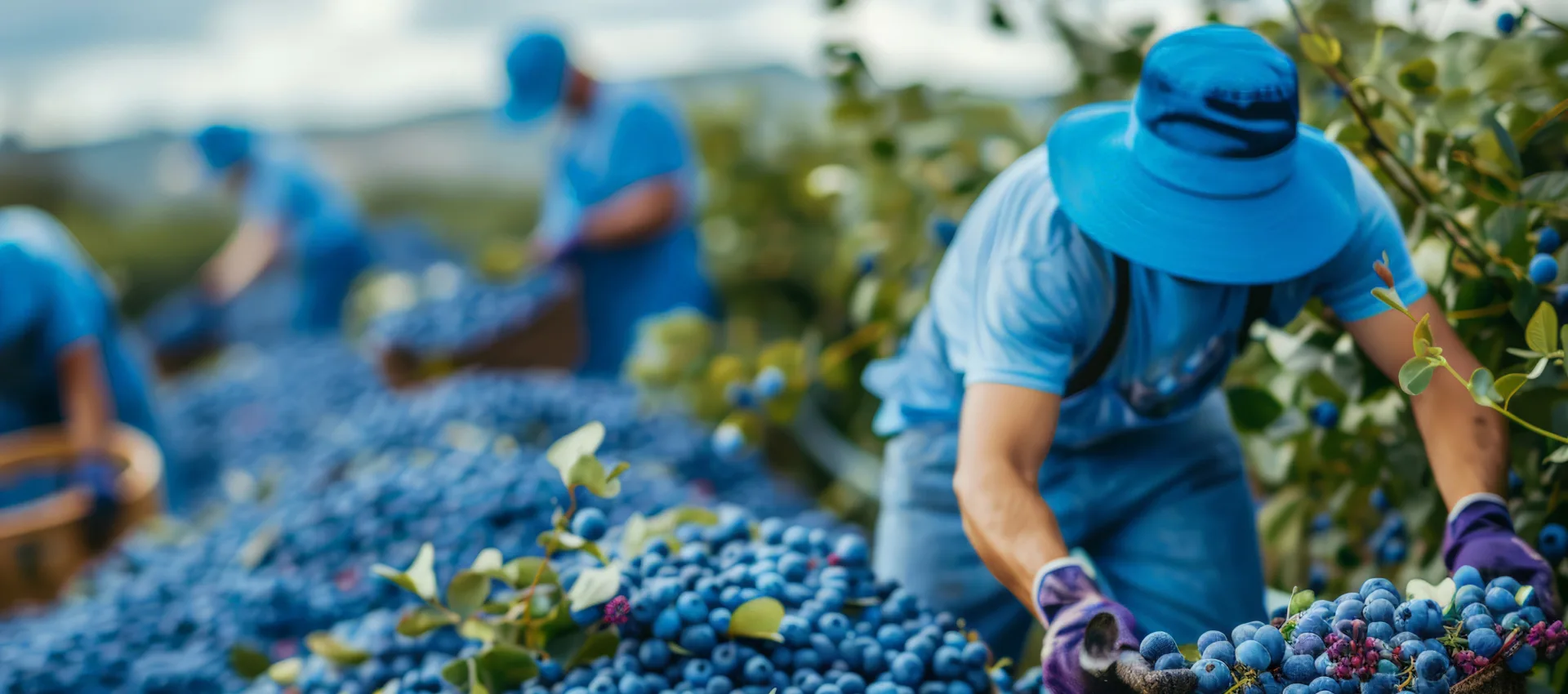 royal ridge fruits wa